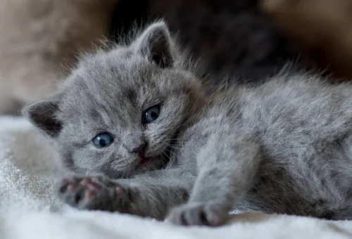 depositphotos_382964396-stock-photo-little-cute-blue-kitten-british.webp